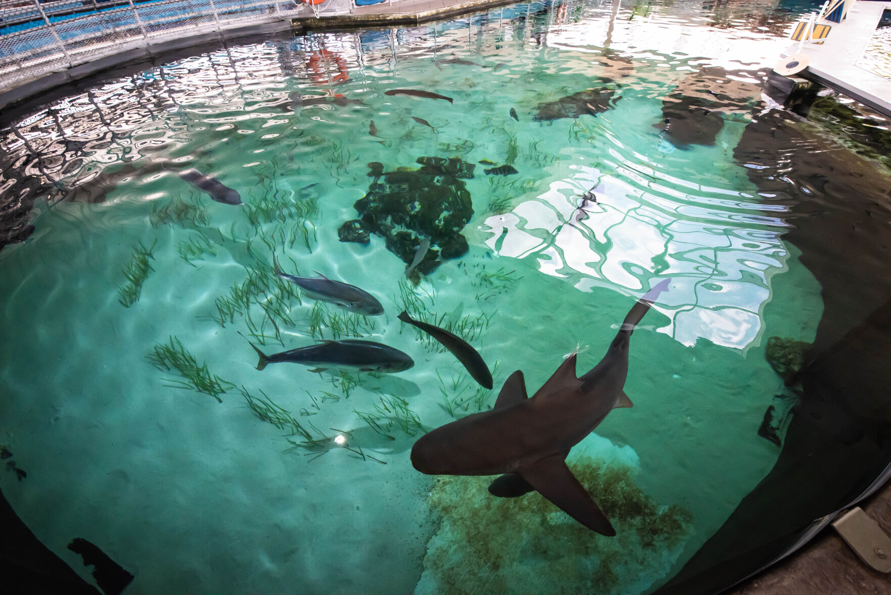 Sharks at Mote